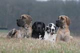 DOGUE ALLEMAND 649